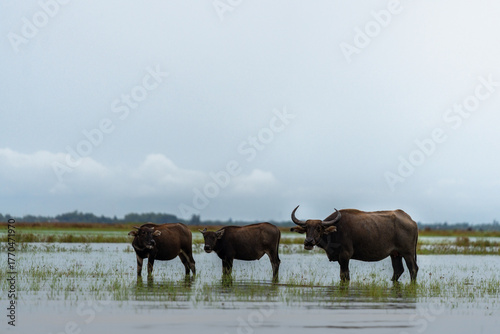 Amazing water buffaloes of Southern Thailand in their natural habitat.