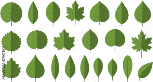 Green leaves big vector collection - Set of graphical elements with various leaf designs in different shapes and sizes. Flat design with white background 