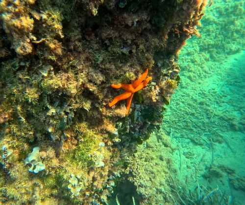 Mediterranean sea reef, underwater photo of rocky shore with red starfish, echinaster sepositus