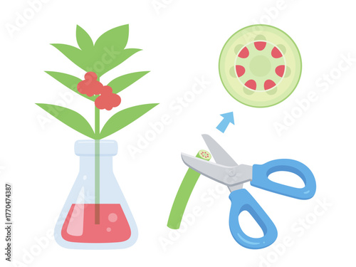 赤く染めたホウセンカの道管のイラスト