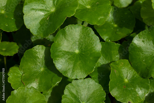 Close-Up of Centella Asiatica Leaves, Herbal Medicine Concept