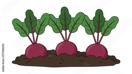 Three ripe beetroots growing in soil