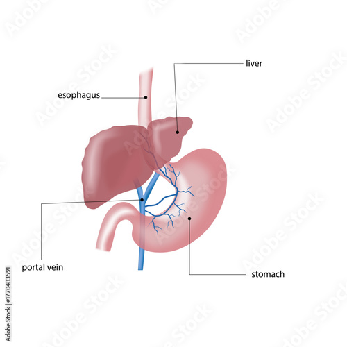 Human Digestive System Anatomy Showing Liver, Stomach, Esophagus, and Portal Vein — Medical Illustration