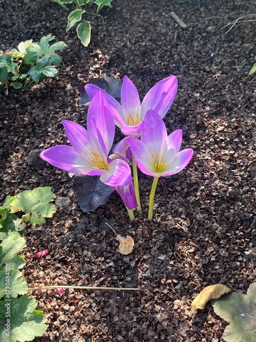 Autumn Colchicum crocus in the garden wallpaper background