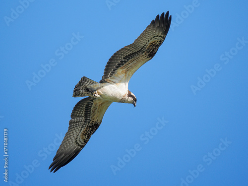 osprey in flight