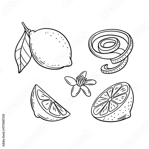 Hand drawn lemon fruit illustration with flower peel and segments black and white line drawing design elements for prints and patterns