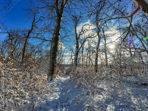 Snowy trail under blue sky, quiet snowy woodland scene with sunlight filtering through trees