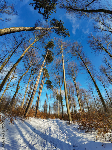 Snowy trail under blue sky, quiet snowy woodland scene with sunlight filtering through trees
