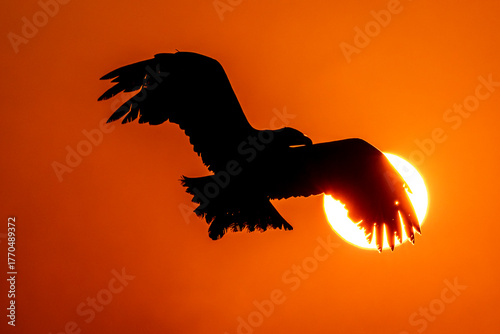 silhouette of a eagle