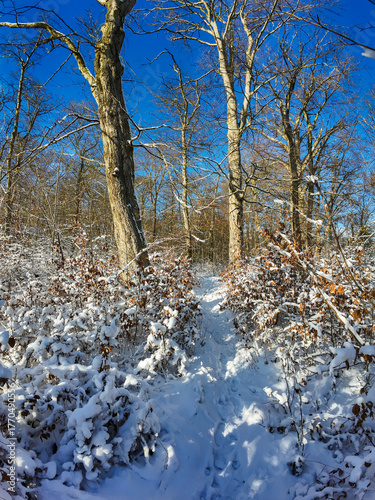Snowy trail under blue sky, quiet snowy woodland scene with sunlight filtering through trees