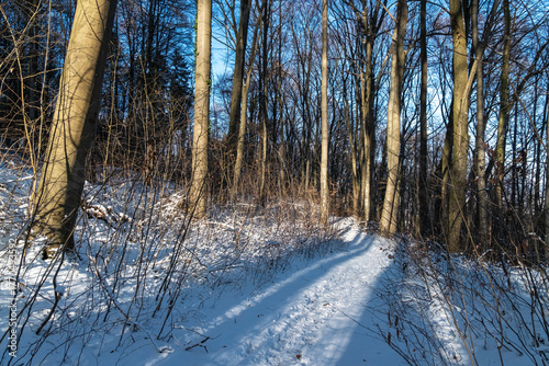 Winter rural journey, snowy rural road scene, sunlit country lane with vehicle tracks frozen snow