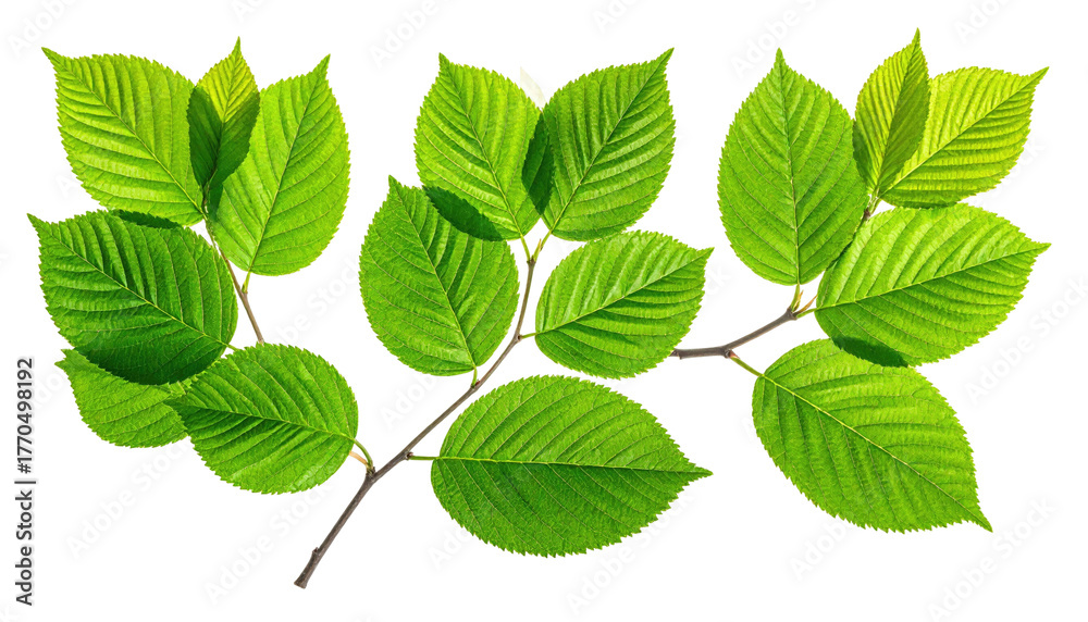 Fototapeta premium Close-up of a green leafy branch with textured leaves against a black background, illuminated by bright sunlight