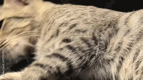 Medium shot of tabby cat relaxing on stairs