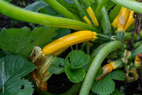 Immature golden yellow zucchini in garden