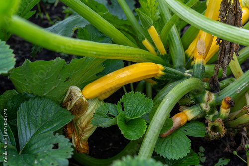 Immature golden yellow zucchini in garden