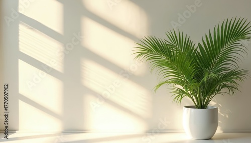 Green palm plant in white pot. Indoor home decor photo in bright sunlight. Minimalist interior design concept. Window shadow on white wall. Fresh greenery and vibrant foliage.