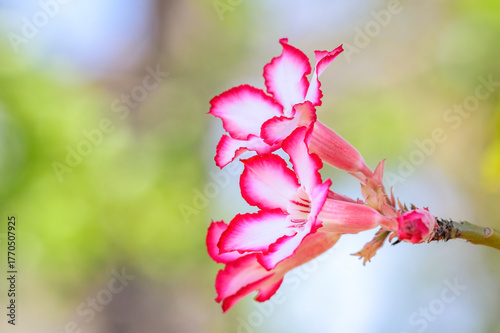 Impala Lily (Adenium multiflorum) close-up of flowers, Kruger National Park, South Africa.