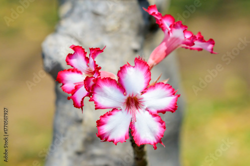 Impala Lily (Adenium multiflorum) close-up of flowers, Kruger National Park, South Africa.
