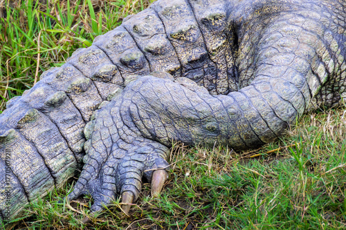 Nile crocodile (Crocodylus niloticus) skin and claw close-up in detail, Kruger national park, South Africa.