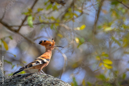 African Hoopoe (Upupa africana) perched in a tree,  Kruger national park, South Africa.