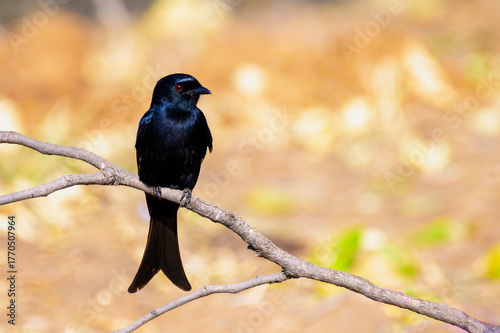 Fork-tailed drongo (Dicrurus adsimilis) perched on a twig, backlit, Kruger National Park, South Africa.