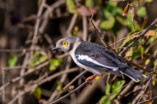 White-crested helmetshrike (Prionops plumatus) on a branch, Kruger National Park, South Africa