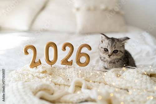 A cute tabby kitten of the Scottish straight cat breed sits on a knitted blanket. Good New Year spirit. Ready postcard 2026. Happy New Year animal, pet, cat.