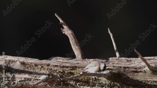 Carolina chickadee looking ofr food on fallen cedar log
