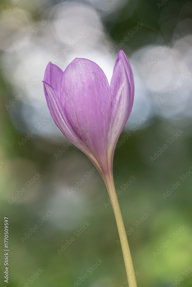 Fototapeta premium Une photo artistique d'un crocus 