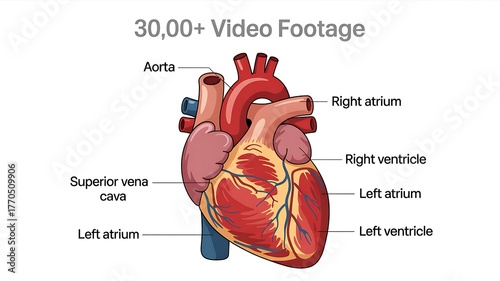 human heart anatomy model