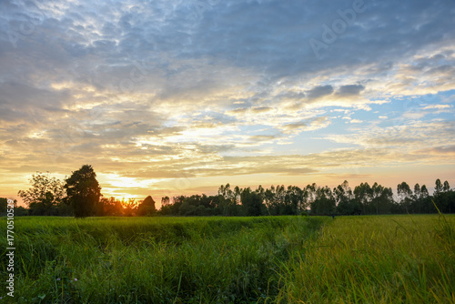 A beautiful sunset over a lush green field with a treeline silhouette and dramatic golden clouds.