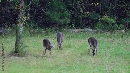 Three antlerless Whitetail deers feeding on grassy field, slow motion