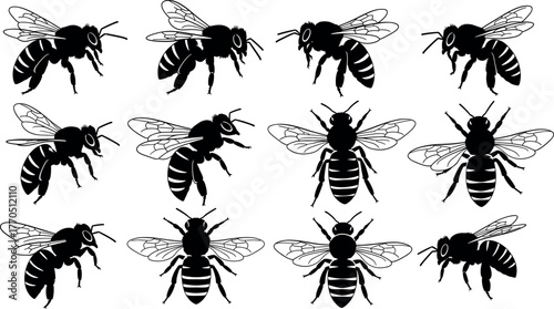 Bee silhouette illustrations, twelve variations in posture and wing position, black and white vector set, insect design, entomology concept art
