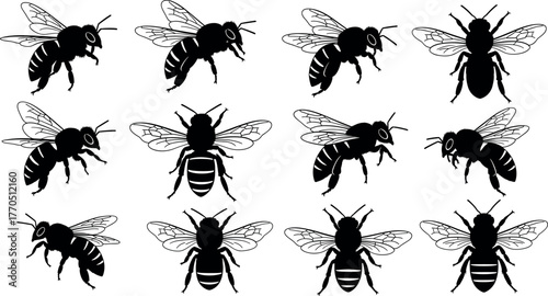 Bee anatomy illustrations, twelve vector poses with wing and body variations, black and white insect graphics, entomology study, nature design