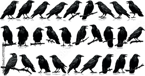 Black raven crow silhouettes in various poses, perched, walking, flying, perfect for design, tattoo, Halloween, nature, and bird studies