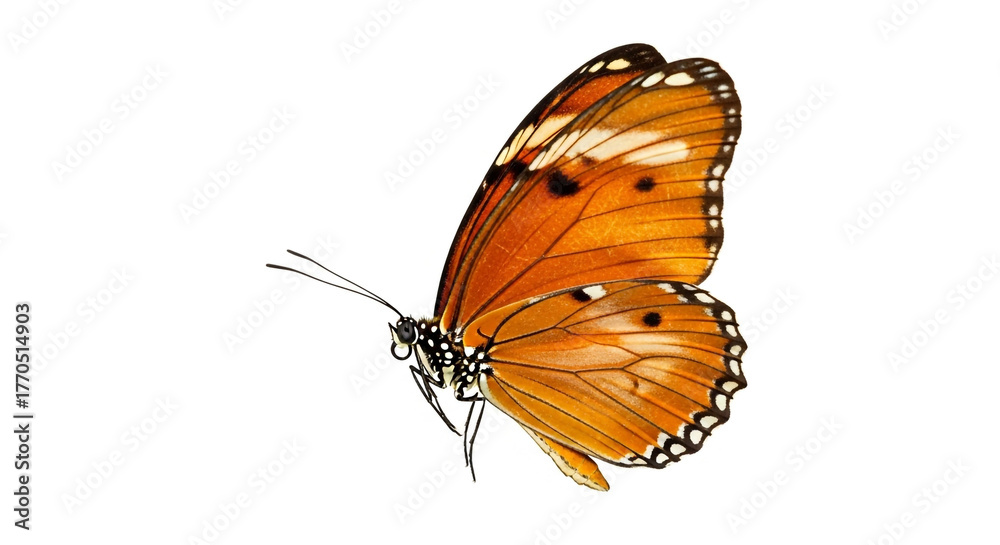 Obraz premium Stunning monarch butterfly with vibrant orange wings and intricate black and white markings isolated on a clean white background, symbolizing transformation and beauty