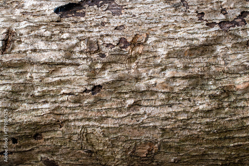 bark of a tree