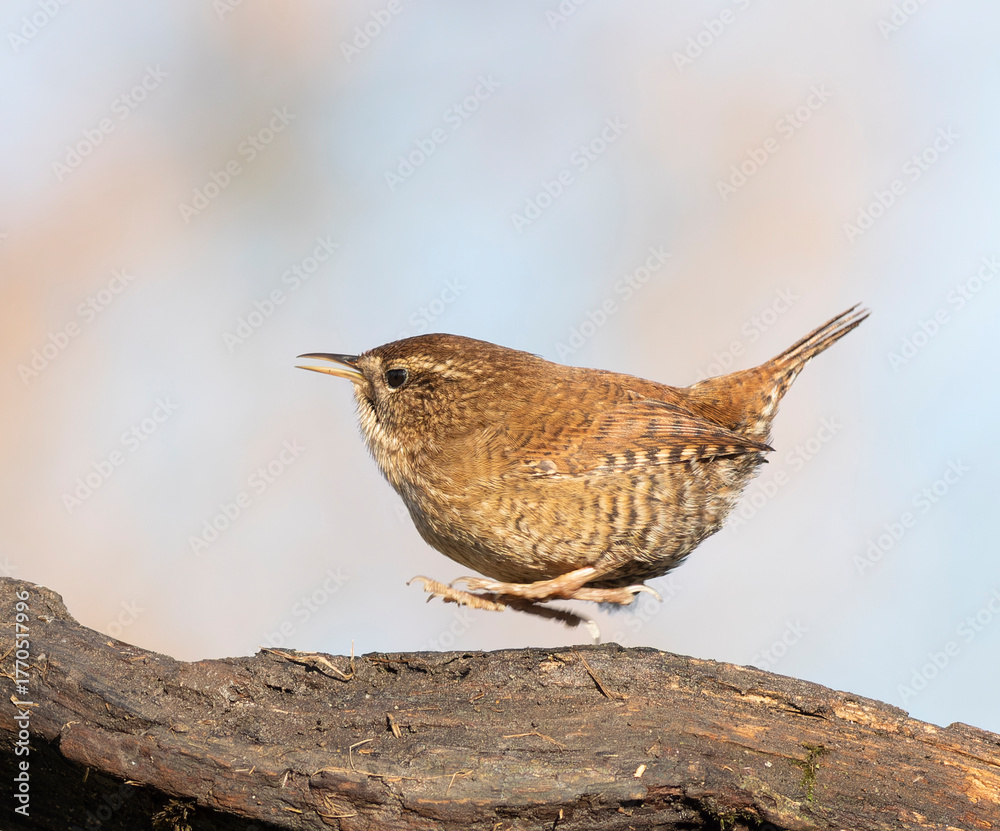 Fototapeta premium Eurasian wren, Troglodytes troglodytes. The bird jumps from place to place and calls, sings