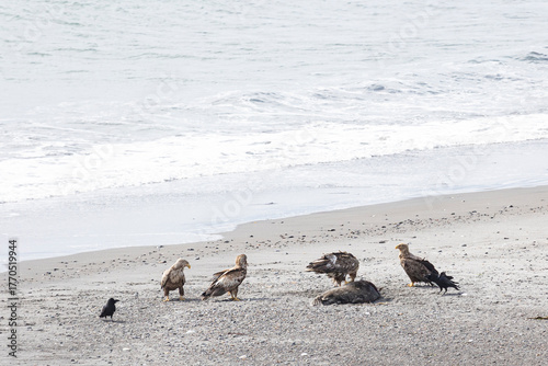 Photos A flock of white-tailed eagles near a dead seal on the ocean shore