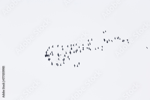 Behang A flock of birds against a cloudy sky