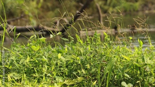 in india Clear Water flowing on river and nice. in background a nice river water flowing. peacefully a green grass. flowing background of the river and its like a forest Vibe coming in this video