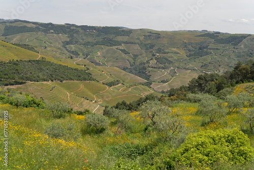 The Douro Valley in Spring