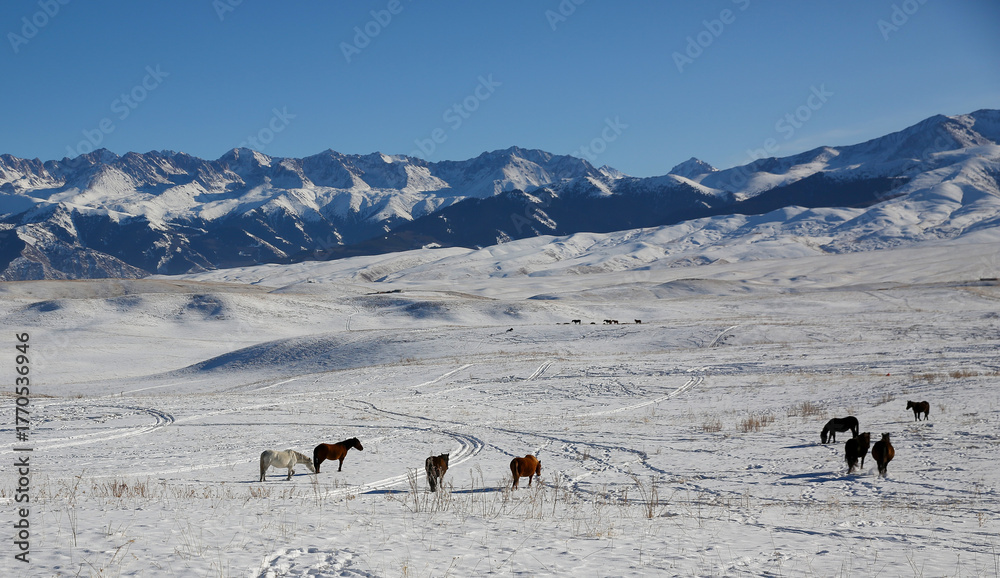 Naklejka premium The Ushkonyr plateau is a high zhailau, which is located 50 kilometers from Almaty and is located between the Uzyn Kargaly gorges in the west and the Shamalgan gorge in the east. 