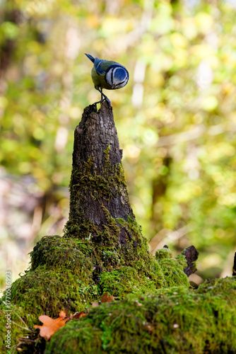 Blue Tit on Mossy Tree Stump