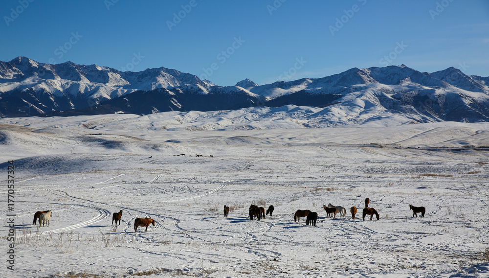 Naklejka premium The Ushkonyr plateau is a high zhailau, which is located 50 kilometers from Almaty and is located between the Uzyn Kargaly gorges in the west and the Shamalgan gorge in the east. 