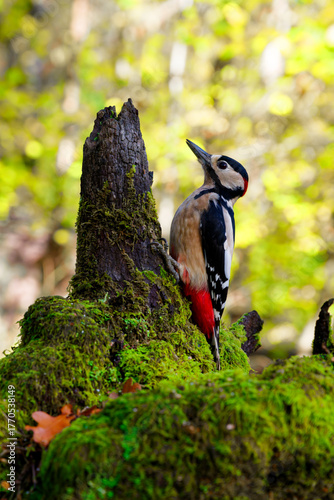 Great Spotted Woodpecker on Mossy Trunk