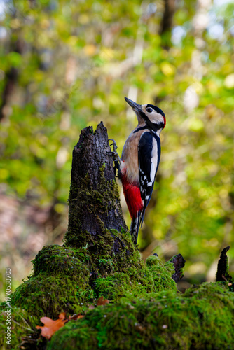 Great Spotted Woodpecker Feeding on Tree Bark