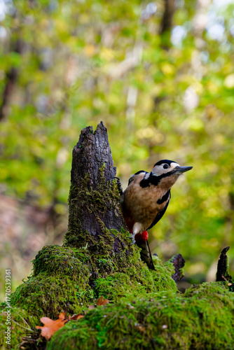 Great Spotted Woodpecker in Winter Woodland