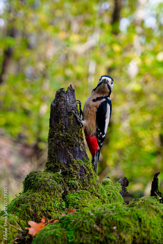 Great Spotted Woodpecker Among Forest Moss