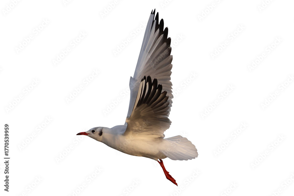 Obraz premium Black-headed Gull flying isolated on transparent background png file 